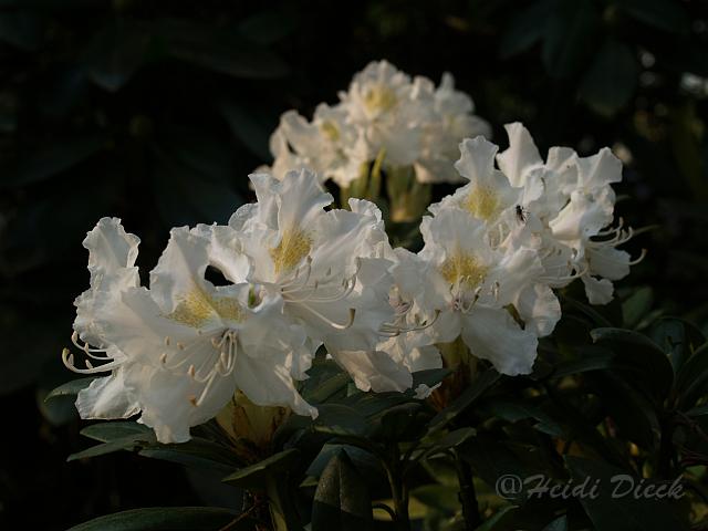 Rhododendron Cunninghams White.JPG